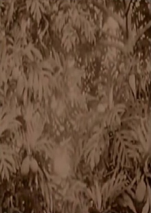 History of Micronesia Trailer