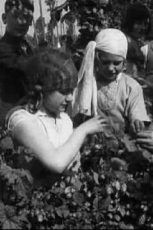 Hop Picking In Kent Trailer