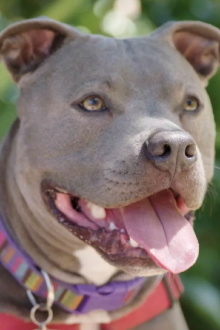 Hopalong Animal Rescue: The Power of Fostering Trailer