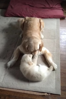 Hopper meets Venkman Trailer