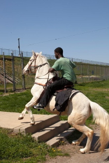 Horse Day Trailer