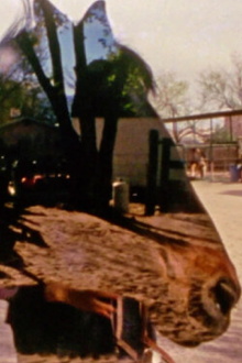 Horse Fare Trailer