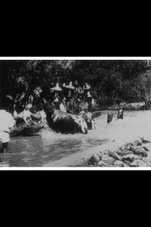 Horses Bathing Trailer