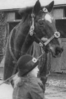 Horses' New Year's Dinner Trailer