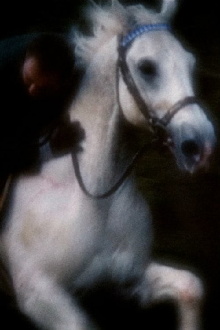 Horsey Trailer