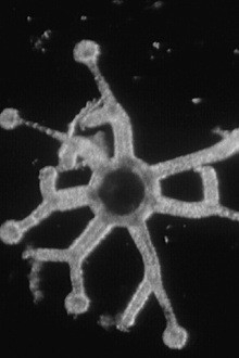 How Some Jellyfish Are Born Trailer