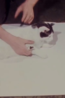 How to Draw a Cat Trailer