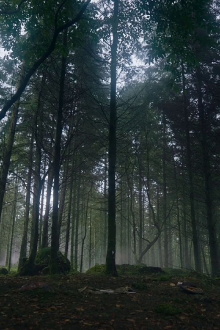 How to Grow a Walking Tree? Trailer