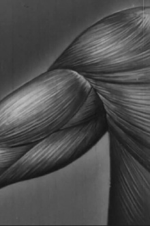 Human skeleton, muscles, movement and posture - Part II Trailer