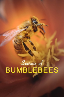 Hummeln - Bienen im Pelz Trailer