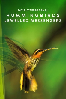 Hummingbirds: Jewelled Messengers Trailer