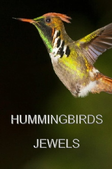 Hummingbirds Jewels Trailer