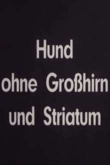Hund ohne Großhirn und Striatum Trailer