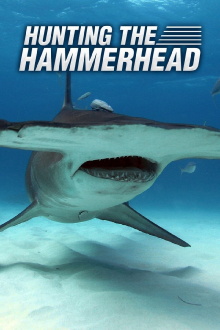 Hunting the Hammerhead Trailer