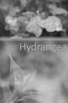Hydrangea Trailer