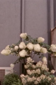 Hydrangeae, or, the Vicissitudes of Public/Private Space Trailer