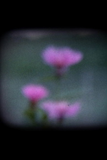 I Fiori Blu Trailer