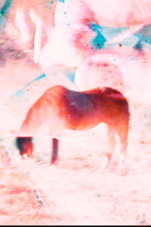 I HEART HORSE Trailer