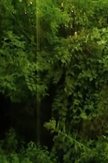 I love the sound cicadas make. Trailer