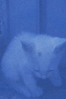 I went to the garden of love, reel 1: the cats rescued last night (January 23, 2024) Trailer
