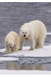 Ice Bear Trailer