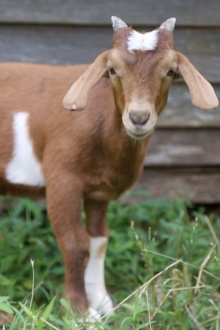 If it Won’t Hold Water, it Surely Won’t Hold a Goat Trailer