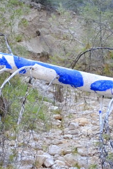 (IKB) - Body Print Into Landscape Trailer
