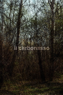 il carbonasso Trailer