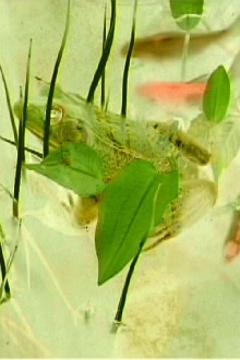 Imaginary pond with real frogs Trailer