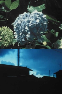 Imitating the Flower of Hydrangea Trailer