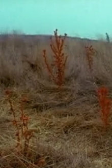 In a Disturbed Landscape Trailer