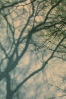 In a Tree’s Shadow II Trailer