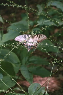 In Our Nature Trailer