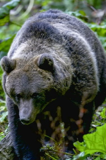 In the Heart of the Carpathians: The Kingdom of the Bear Trailer