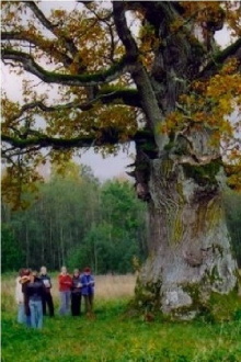 In the Shade of the Oak Tree Trailer