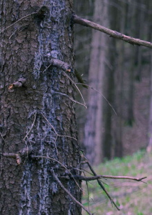 In The Woods Trailer