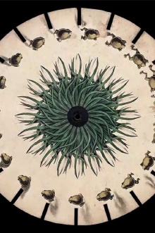 Incubala of Animation Trailer