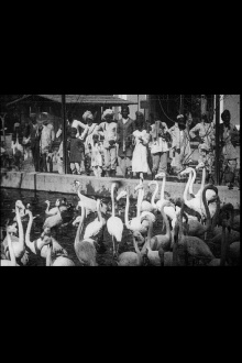 Indian Scenes Trailer