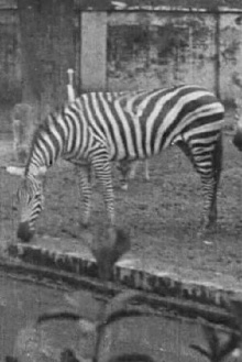 Indian Wildlife Park Trailer