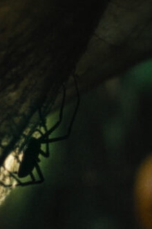 Infested Trailer
