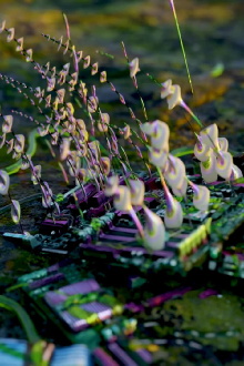 Inflorescences IV Trailer
