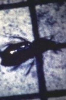 INSECT Trailer