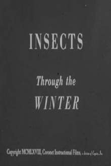 Insects Through the Winter Trailer