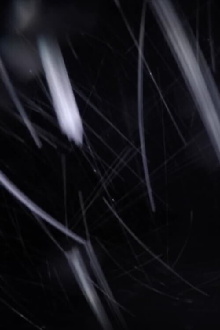 Inside the Microtubule Trailer