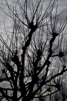 Intimations Trailer