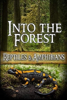 Into the Forest: Reptiles & Amphibians Trailer