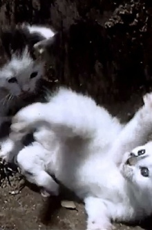 It's a Cat's Life Trailer