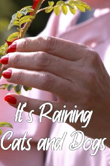 It's Raining Cats and Dogs Trailer