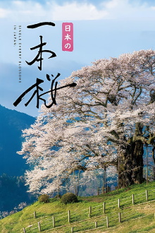 Japan's Single Cherry Blossom Tree Trailer