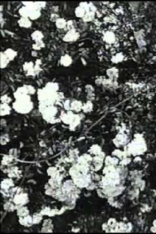 Jean Epstein or Cinema by Itself Trailer